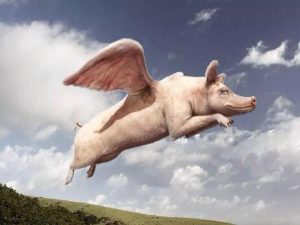 ZAM³ Schweinelogo